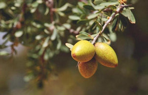 Ingredient Insight | Face Cream Hero Ingredients