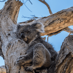 Routine | Setting the mood before bedtime.